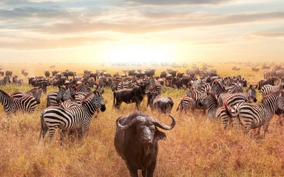 Jungle’s Signature Safari